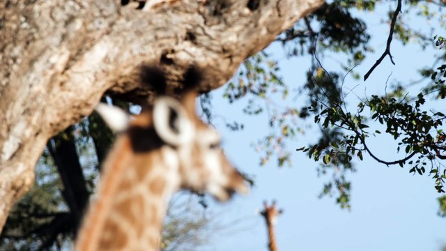 Comendo em Paz - Um Retrato Calmo de Girafas Africanas se Alimentando!