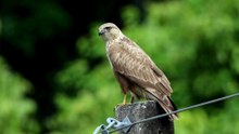 The Buzzard: Close Up HD Footage (Buteo buteo)