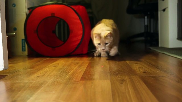 Dança de Laser - Um Gato Engraçado em Busca da Luz!