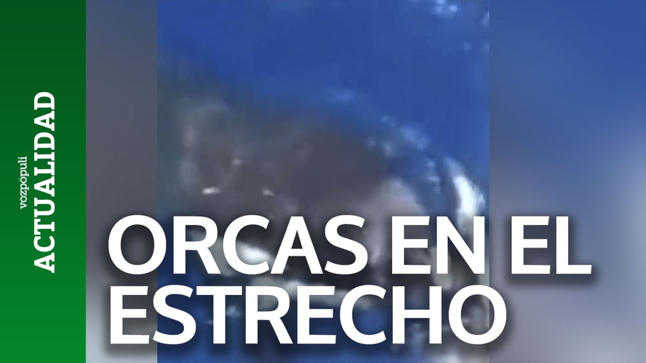 Un nuevo ataque de orcas, hunde un velero en el Estrecho con dos tripulantes a bordo