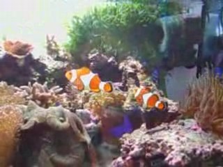 Poisson clown - Nemo - Amphiprion occelaris