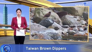 Taiwan's Brown Dippers Face More Predator Attacks With Changing Climate