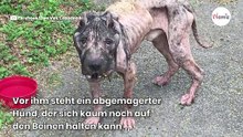 In Verzweiflung sucht dieser Streuner ein Haus auf und verrät sein dunkles Geheimnis!