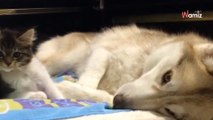 Husky encuentra un gatito callejero que necesita ayuda: lo que hace después deja a todos boquiabiertos