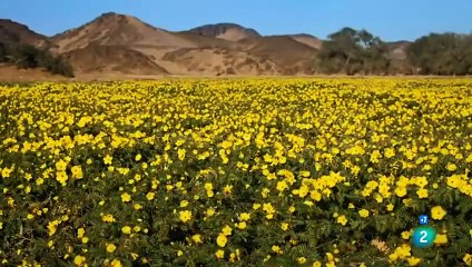 Grandes documentales: La Historia de los Leones del Namib