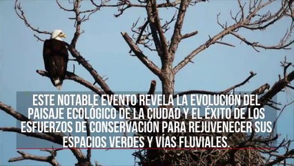 Por primera vez en la historia, las águilas calvas anidan en Toronto