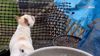 Pies nie może uwierzyć, gdy wrona zaczyna do niego szczekać (video)
