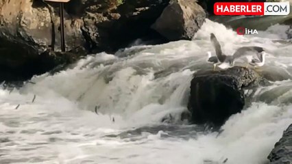 İnci kefalinin zorlu göçü başladı