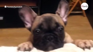 La rabieta de este bebé bulldog cuando no le dejan subirse al sofá vale oro (vídeo)