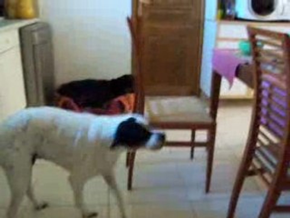 mon chien qui chante :p