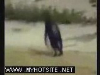 Funny Animal Clip Collection