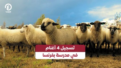 تسجيل 4 أغنام في مدرسة بفرنسا