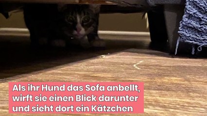 Frau kauft Second-Hand-Sofa, doch darin befindet sich eine große Überraschung