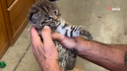 Hiker finds abandoned kitten only for rescue to discover he's made a big mistake