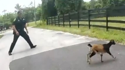 Lustiges Video zeigt eine Ziege dass lauft weg von Polizei