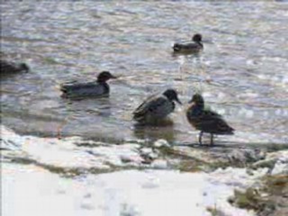 Lac Chambon sous la neige