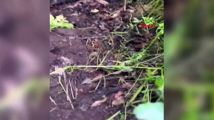 Prof. Dr. Naci Görür, Bingöl’de yerin altından gelen sesle ilgili açıklamada bulundu