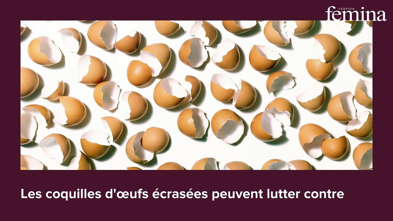 8 recettes de grand-mère contre les fourmis