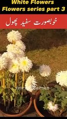 Beautiful White Flowers l Flowers Series 3