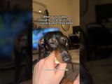Dachshund Refuses to Let Go of Owner's Chapstick While Falling Asleep