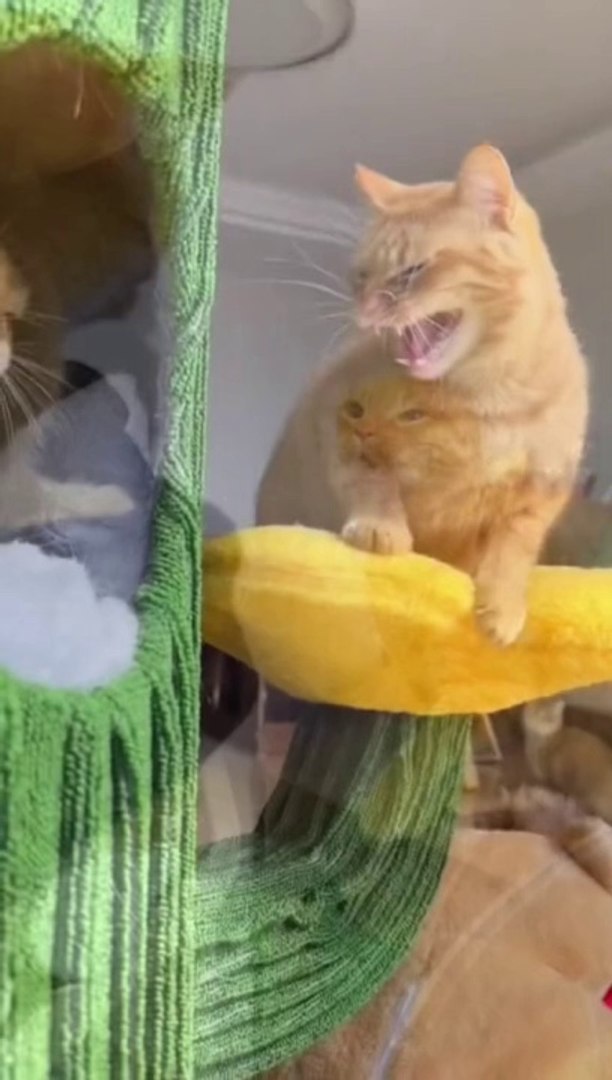 ⁣funny cat videos  , funny cats , funny cat memes