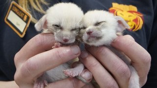 Pair of tiny fox kits are being hand-reared by keepers at safari park