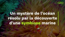 La découverte d'une extraordinaire symbiose marine résout l'un des grands mystères de l'océan