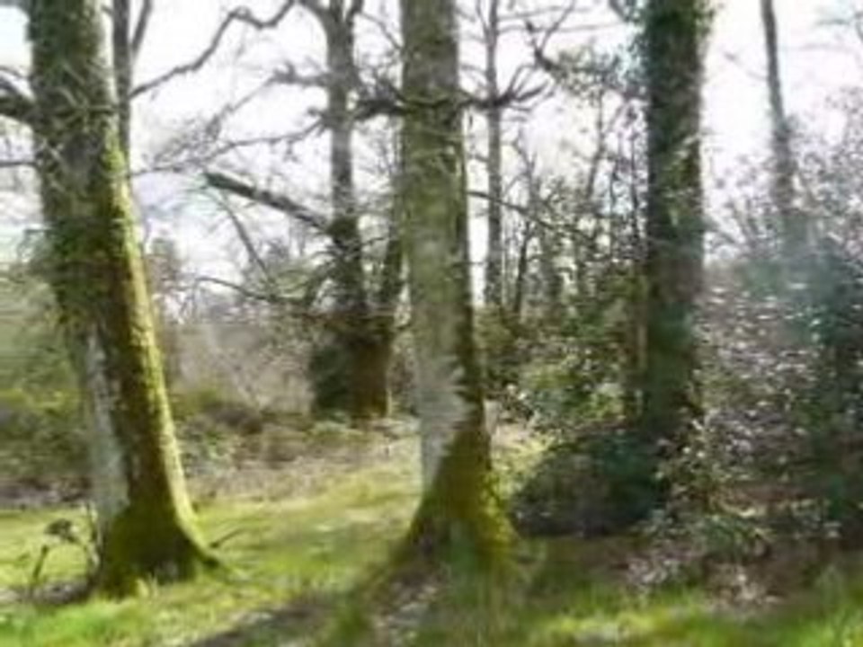 Canular dans la forêt