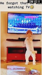 Dog & Cat Reactions while Watching TV