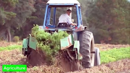 Land Processing and Modern Peanut Farming‼️