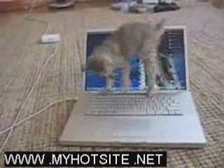 Funny Animal Clip All In One Clip