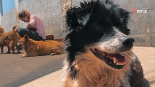 Inondations au Brésil : un refuge crée pour venir en aide aux chiens sinistrés