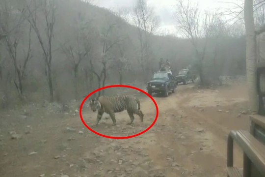 सरिस्का में पर्यटकों के बीच आया बाघ एसटी-21, देखें वीडियो