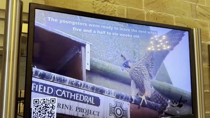 Wakefield Cathedral's Wakefield Peregrine Project - listed species at the top of spire