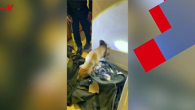 Firefighters Carefully Save Puppy After Getting Stuck in a Wall ‘for Two Hours’