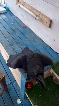 Bir kargadan daha fazlası! ‘Solcu geçinenlerden daha zeki değil mi sizce de?’