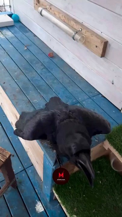 Bir kargadan daha fazlası! ‘Solcu geçinenlerden daha zeki değil mi sizce de?’