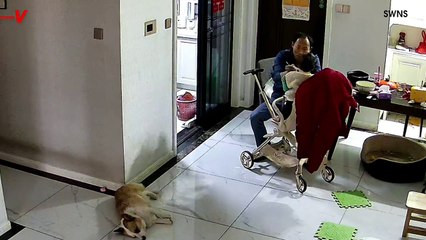 Heart-Stopping Video: Dad Saves Toddler From Fall in a Split Second 🛑