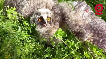 Yuvadan düşen yavru baykuş için seferber oldular