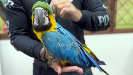 Mulher é presa por tráfico de animais e maus-tratos, dentre eles uma Python Albina