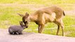 Young deer and rabbit play together - just like real-life Bambi