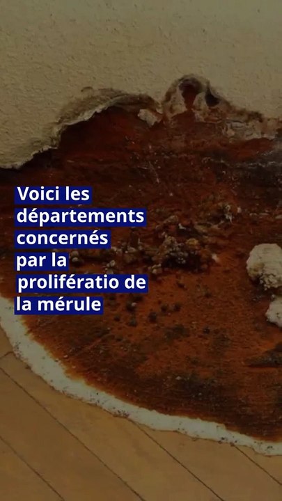 Voici les départements concernés par la prolifération de la mérule