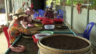 Cambodian Peppercorn Farmers Struggle With Climate Change
