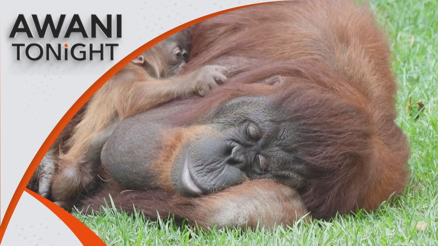 AWANI Tonight: Can orangutan diplomacy aid conservation efforts