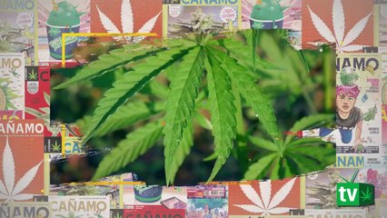 ¿Por qué legalizar la marihuana? Motivos para la regulación