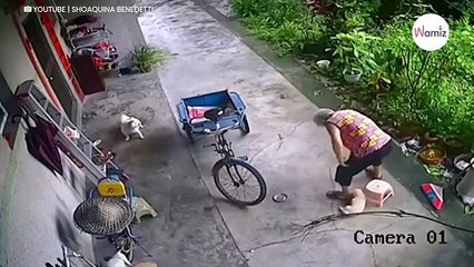 Tiny puppy does the cutest thing when he realises his elderly owner is tired