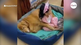 Toddler approaches dog’s bed: Mum is in awe of dog's reaction (video)
