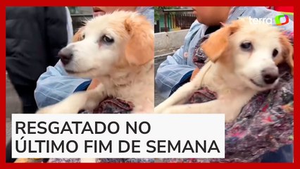 Cachorro continua 'nadando' mesmo após ser resgatado por voluntários no RS