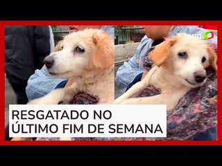 Cachorro continua 'nadando' mesmo após ser resgatado por voluntários no RS