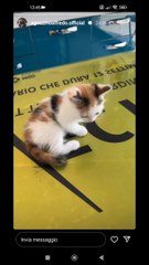 la piccola gattina bella dal veterinario